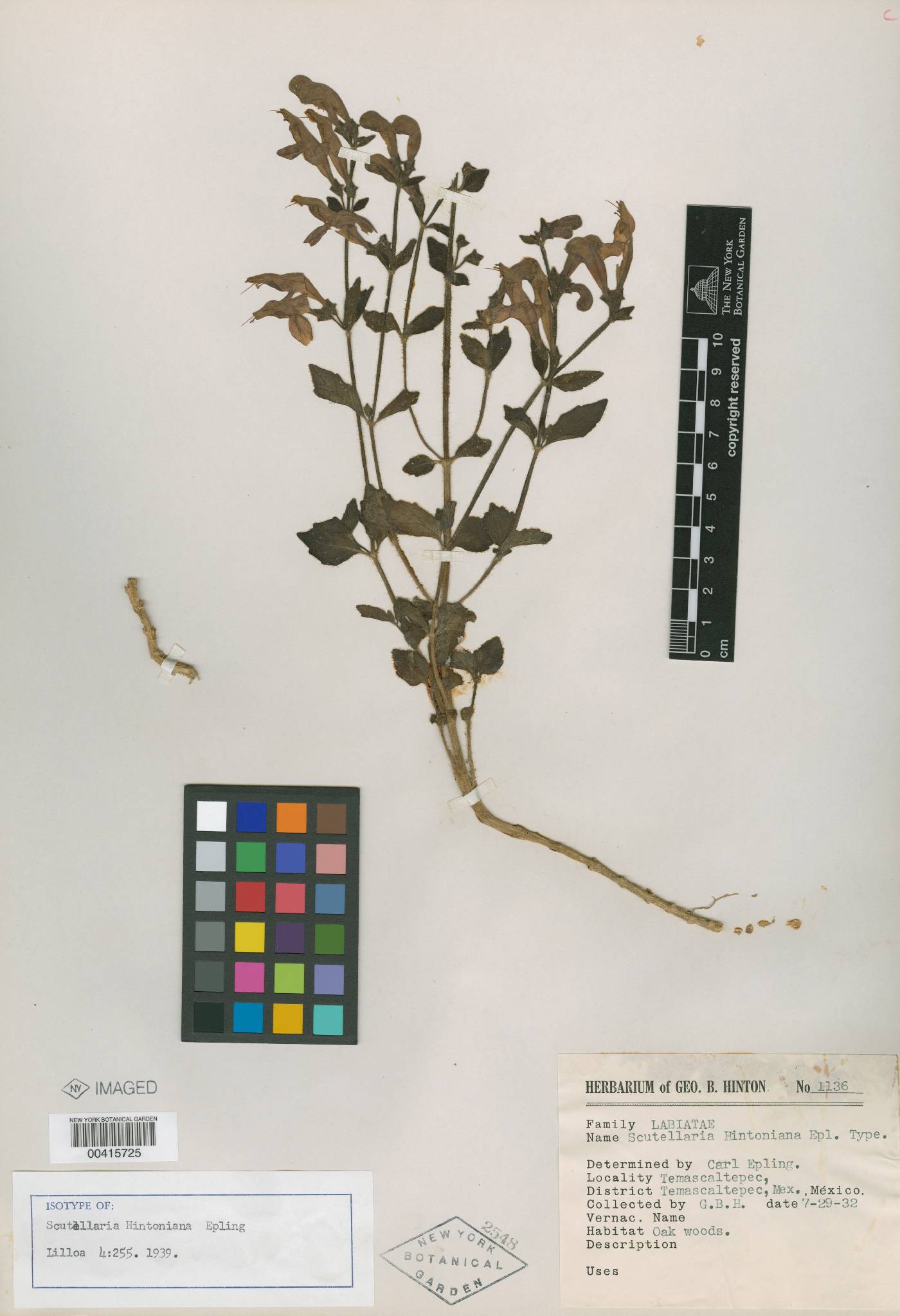 Scutellaria hintoniana image