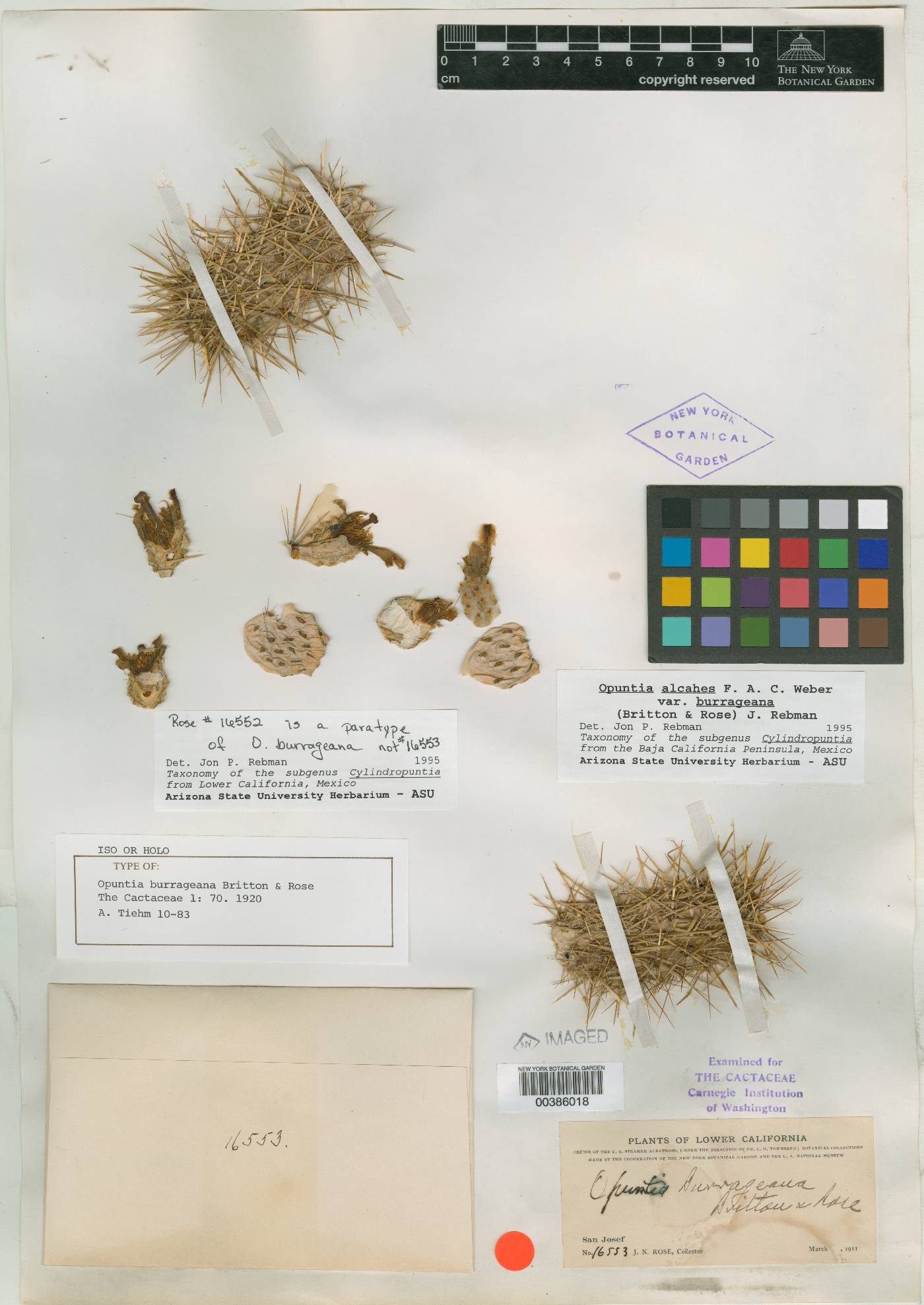 Opuntia burrageana image