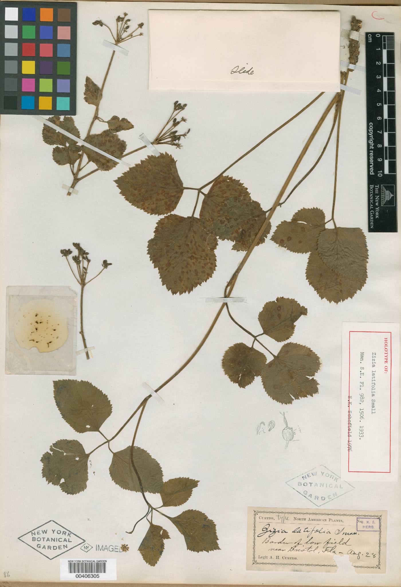 Zizia latifolia image