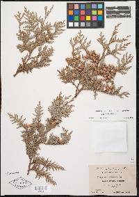 Thuja occidentalis image