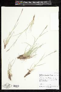 Danthonia unispicata image