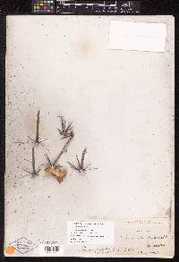 Image of Echinocactus falconeri