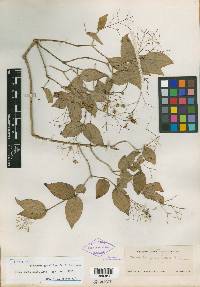 Bouvardia gracilipes image