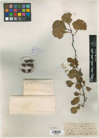 Crataegus visenda image