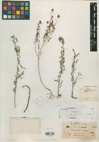 Dalea frutescens image