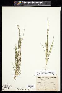 Stuckenia filiformis subsp. alpinus image