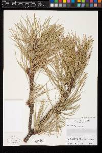 Pinus rigida image