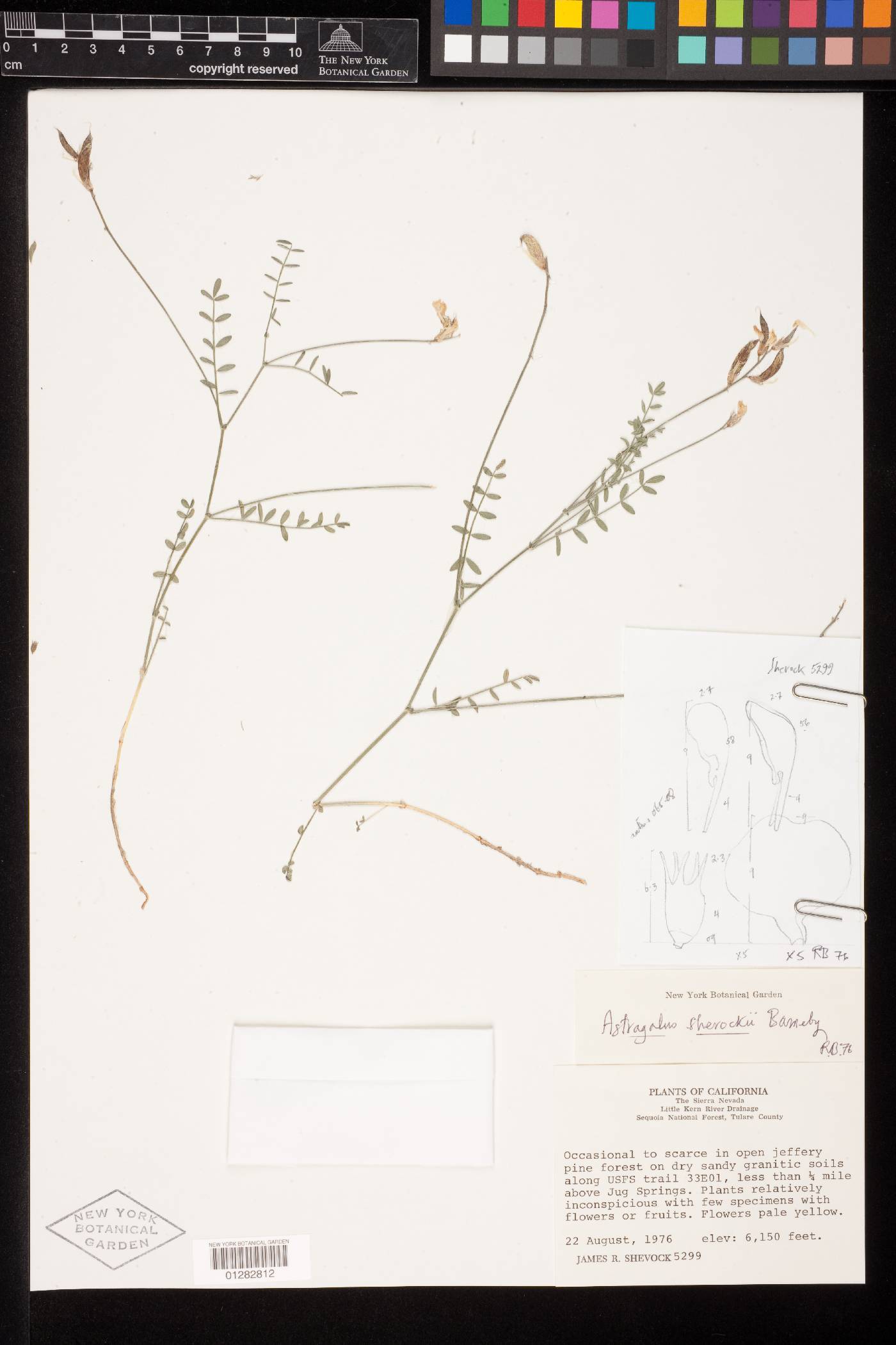Astragalus shevockii image