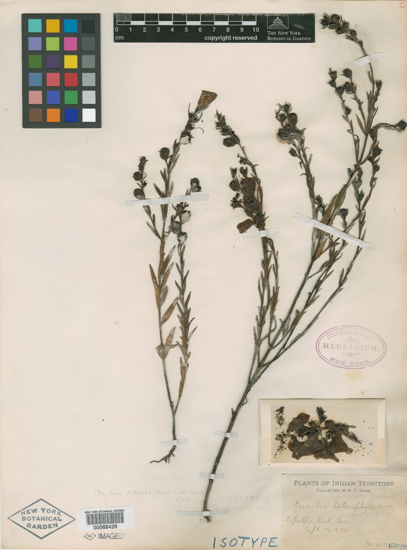 Gerardia crustata image