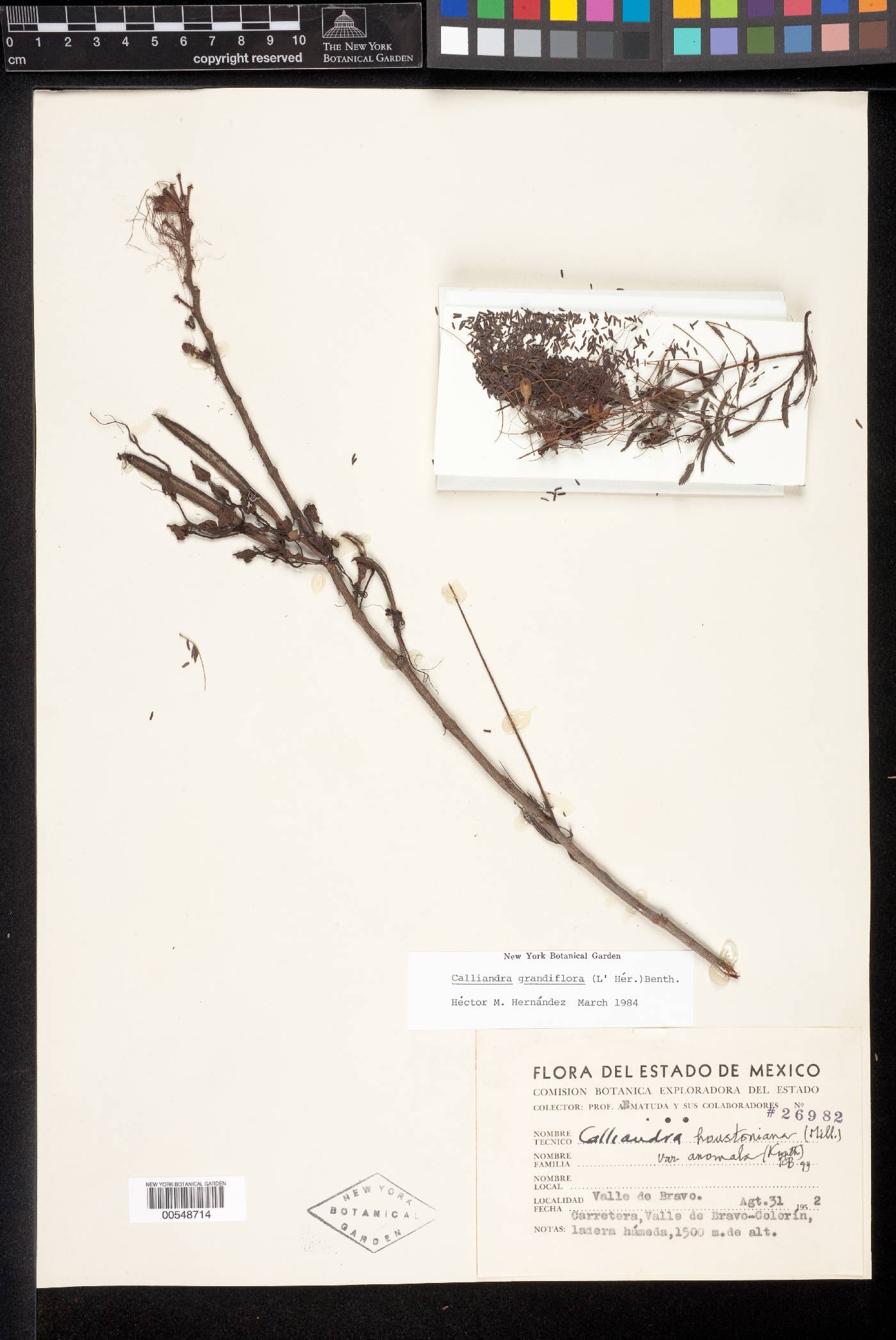 Calliandra houstoniana image