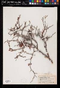Calliandra eriophylla var. eriophylla image