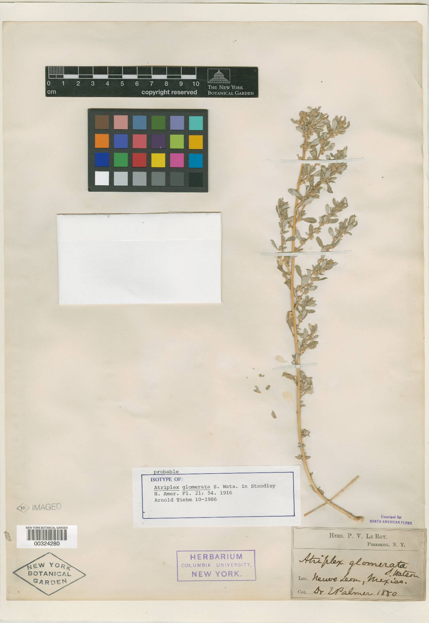 Atriplex muricata image