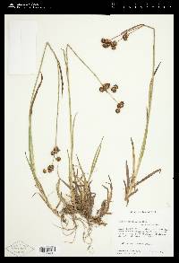 Juncus ensifolius var. ensifolius image