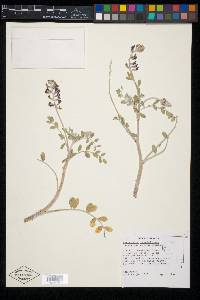 Astragalus lentiginosus var. micans image