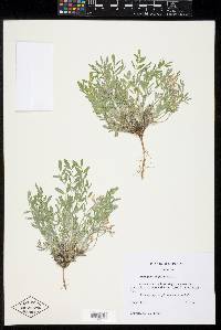 Astragalus lotiflorus image