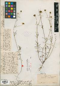 Bidens carpodonta image