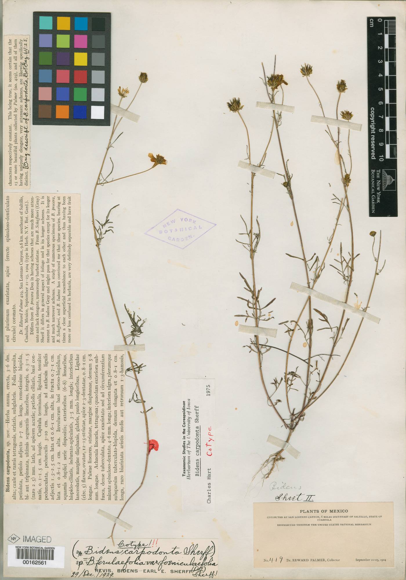 Bidens longistyla image