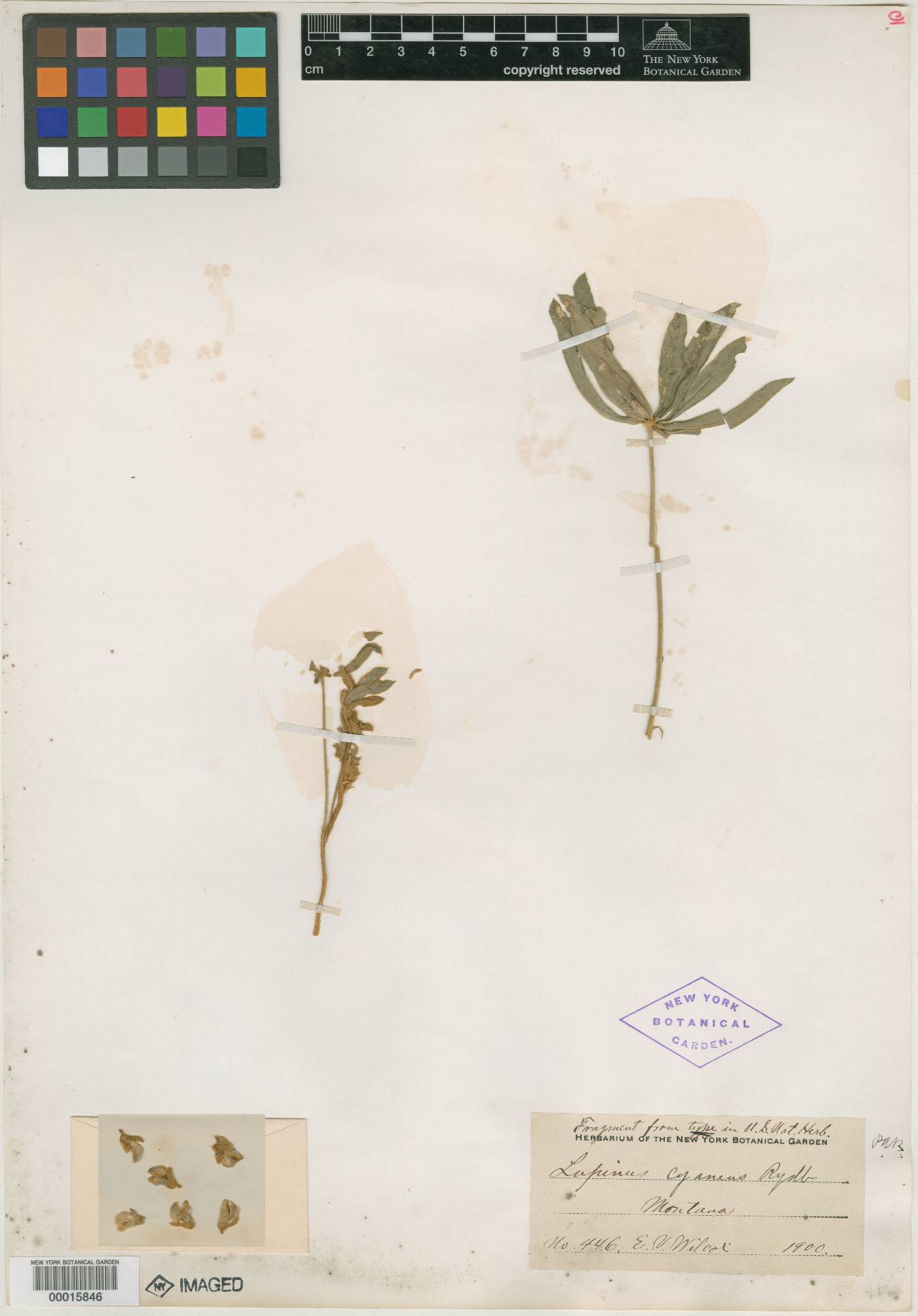 Lupinus cyaneus image