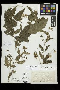 Image Associated With the Occurence
