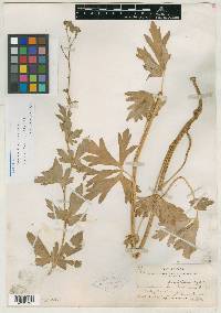 Aconitum divaricatum image