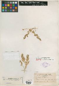 Haplopappus brickellioides image