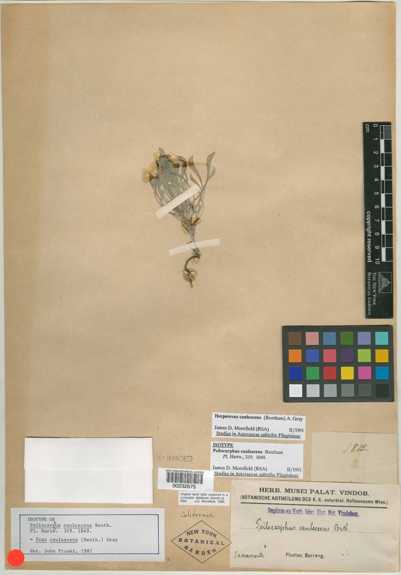 Psilocarphus caulescens image
