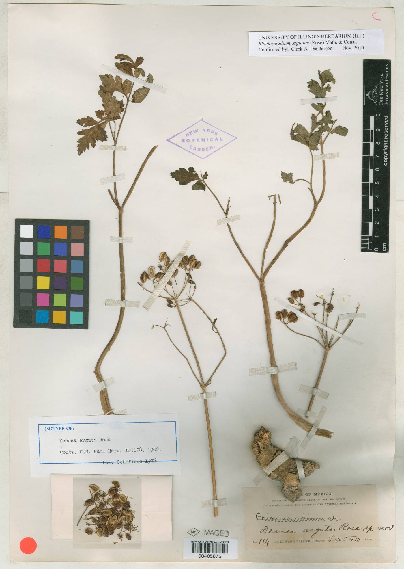 Rhodosciadium argutum image