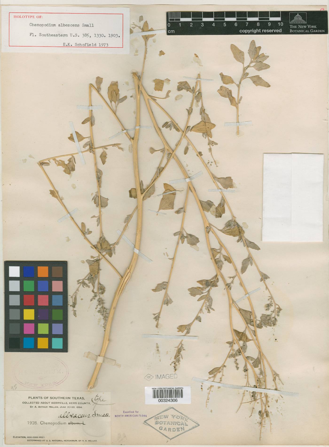 Chenopodium albescens image