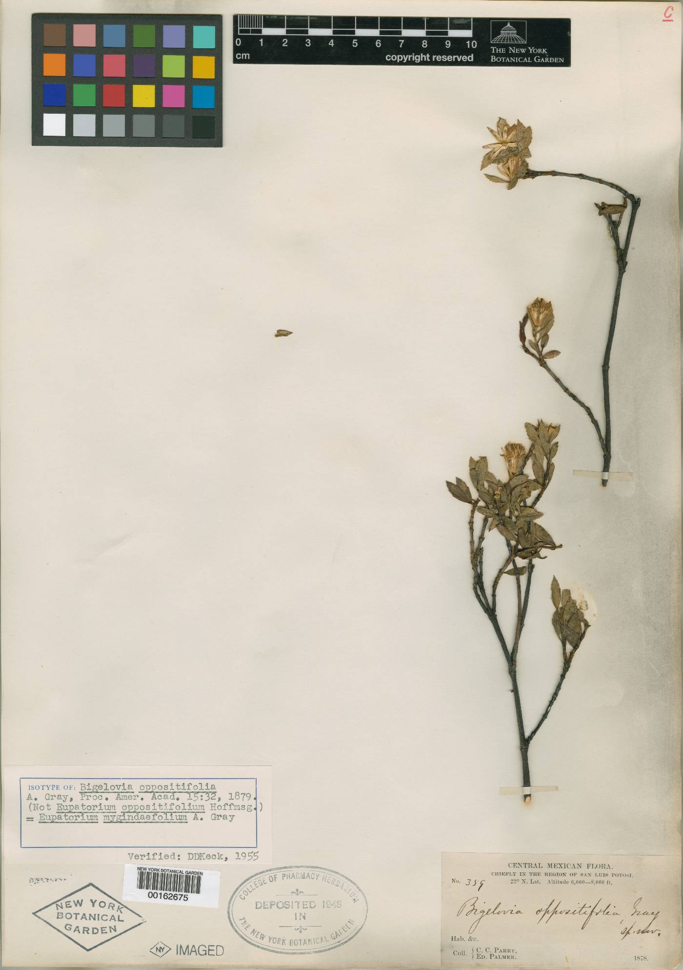 Ageratina oppositifolia image