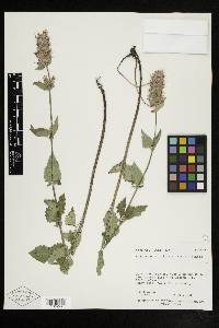 Agastache urticifolia image