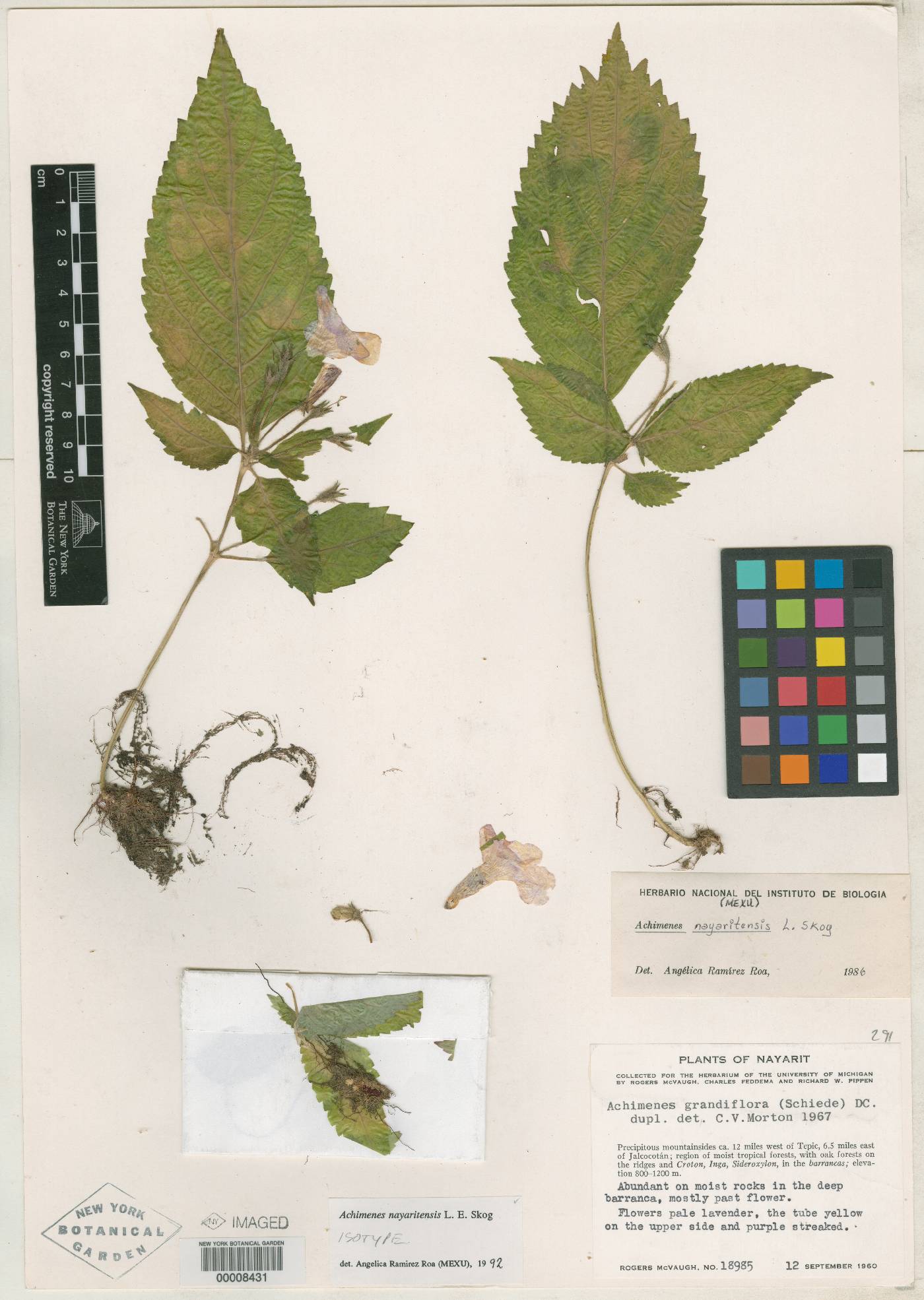 Achimenes nayaritensis image