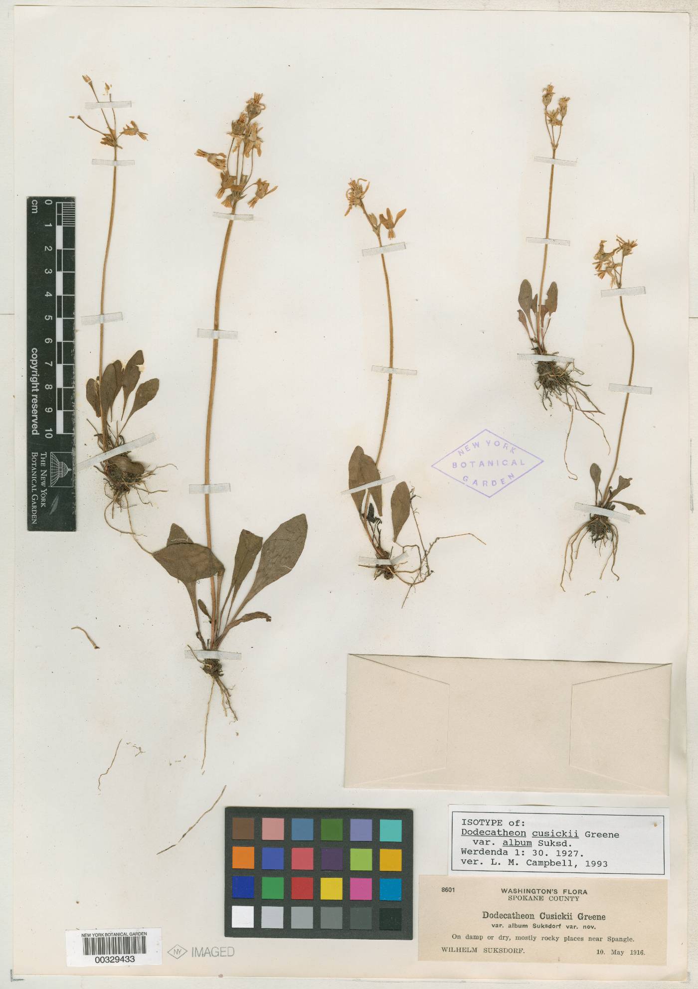 Dodecatheon cusickii var. album image