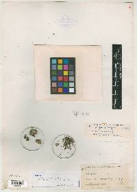 Eriogonum rosulatum image
