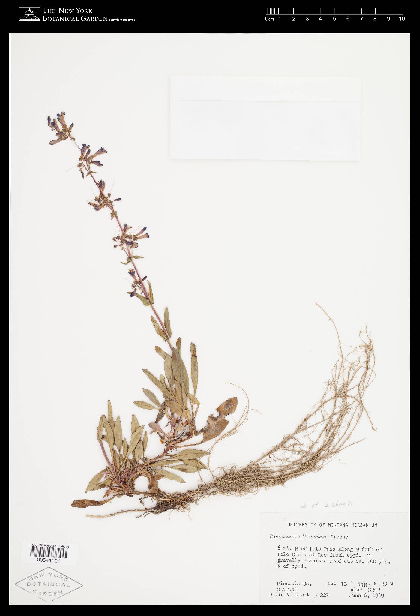 Penstemon albertinus image