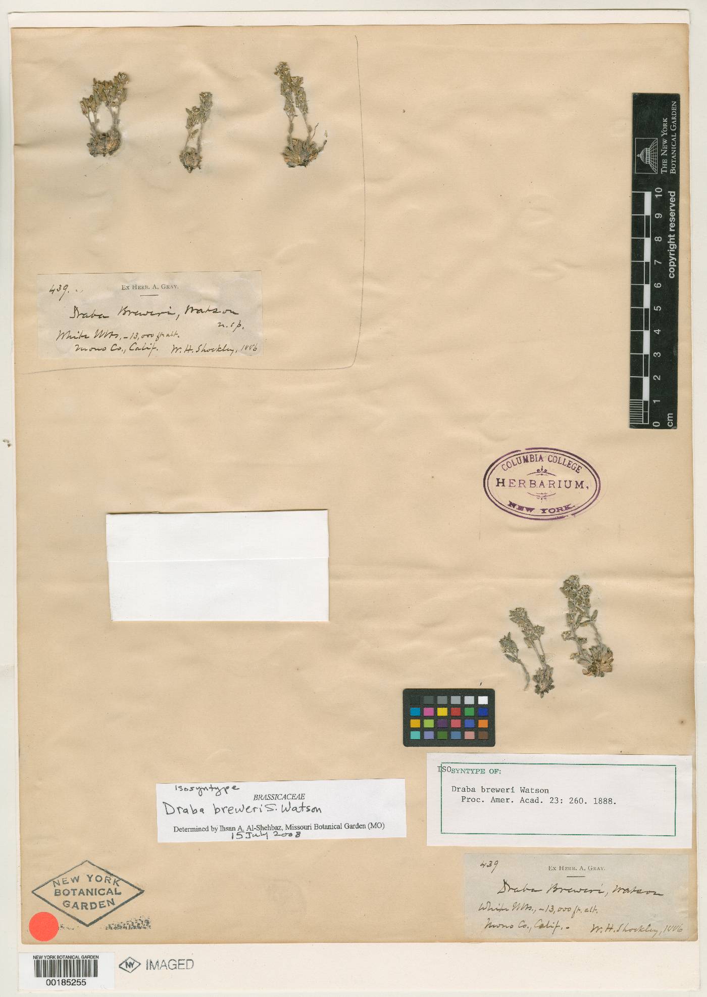 Draba breweri image