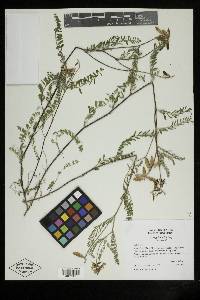 Astragalus hallii image