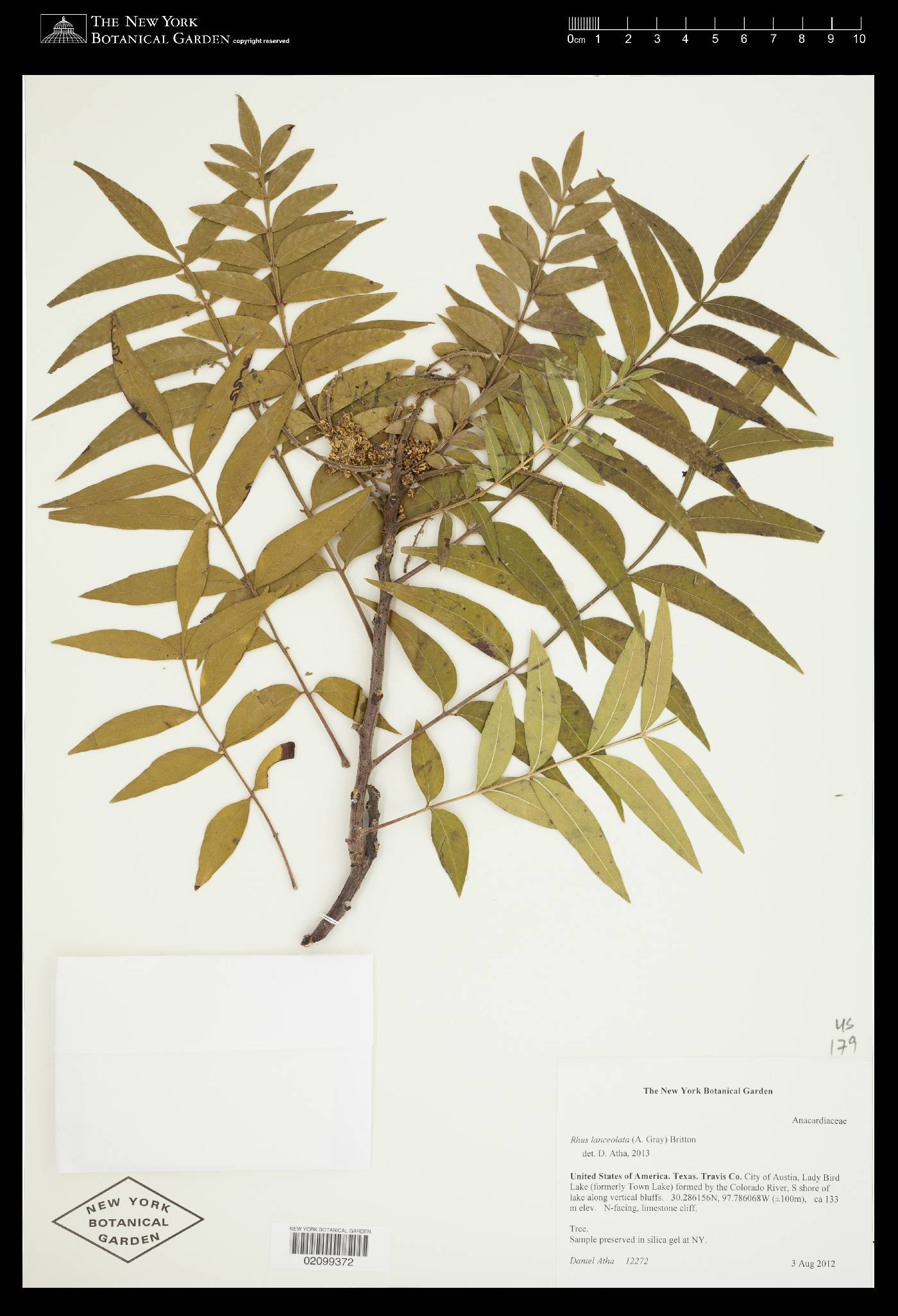 Rhus lanceolata image