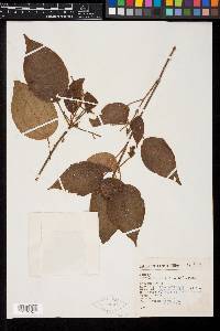Clidemia submontana image