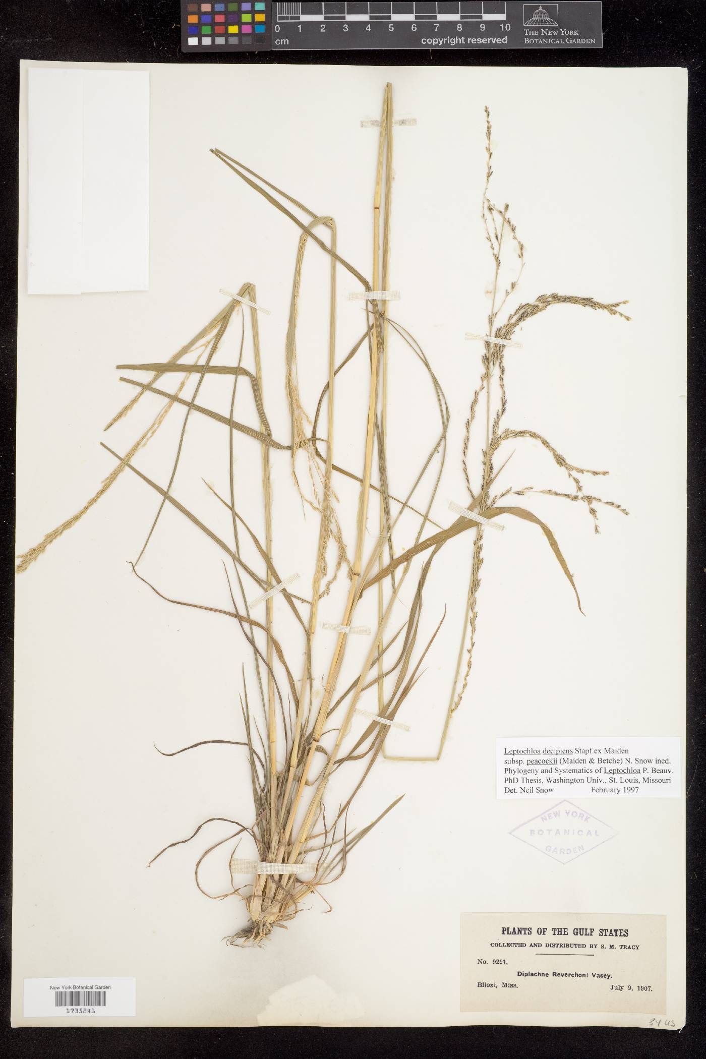 Dinebra decipiens subsp. peacockii image