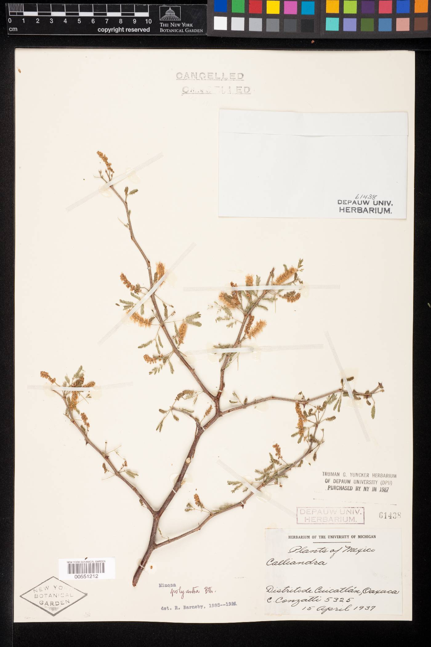 Mimosa polyantha image