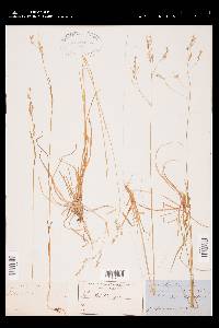 Poa saltuensis subsp. languida image