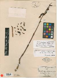 Corallorhiza arizonica image
