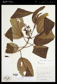 Miconia hemenostigma image