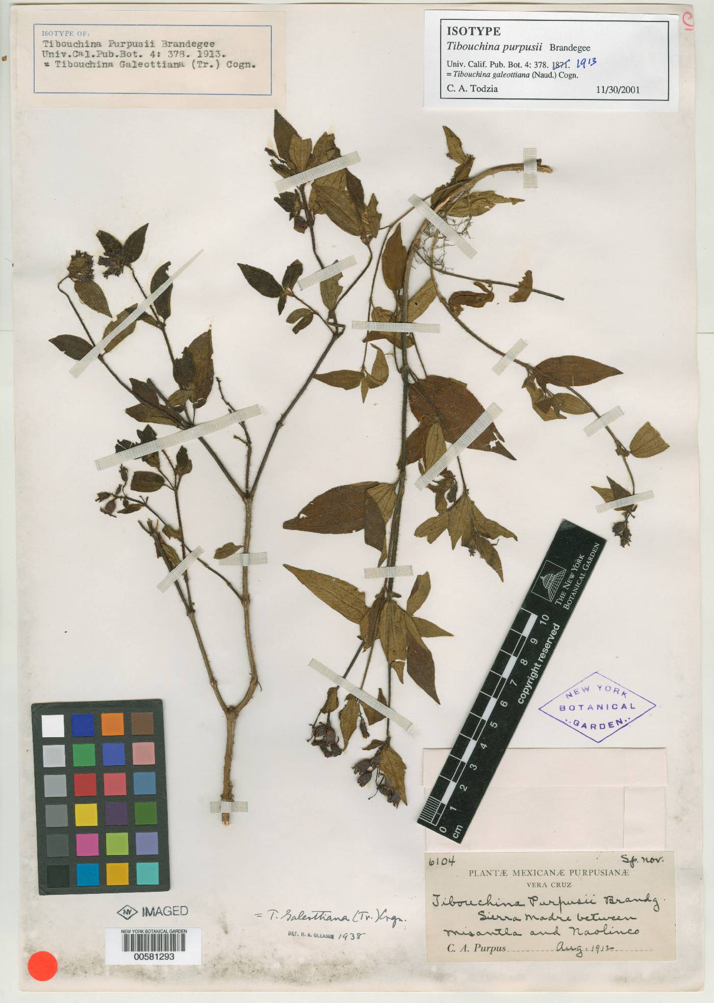 Tibouchina purpusii image