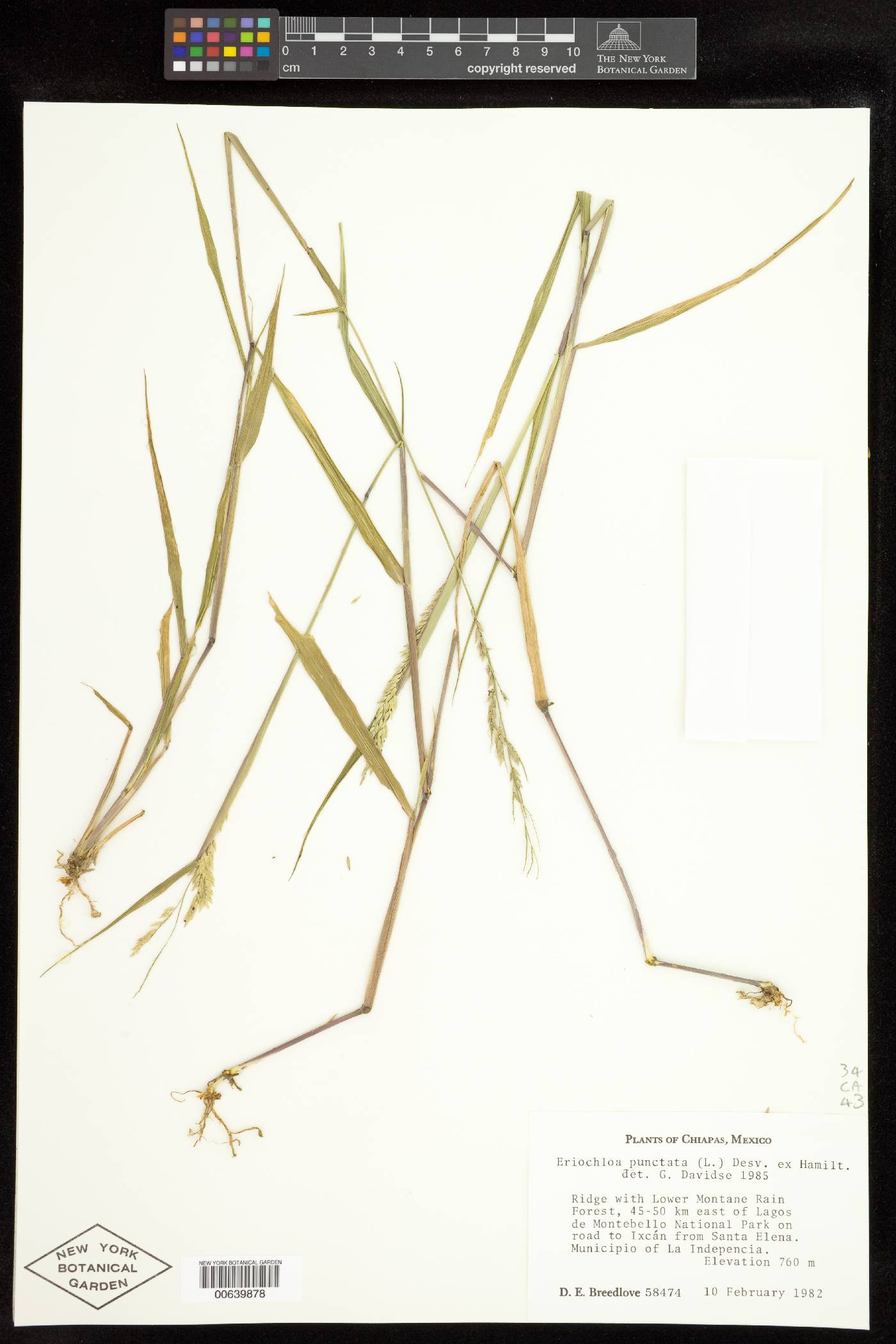 Eriochloa punctata image