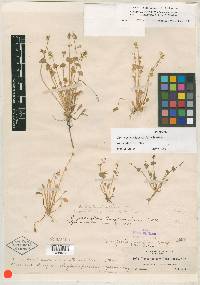 Claytonia parviflora image