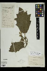 Solanum chrysotrichum image