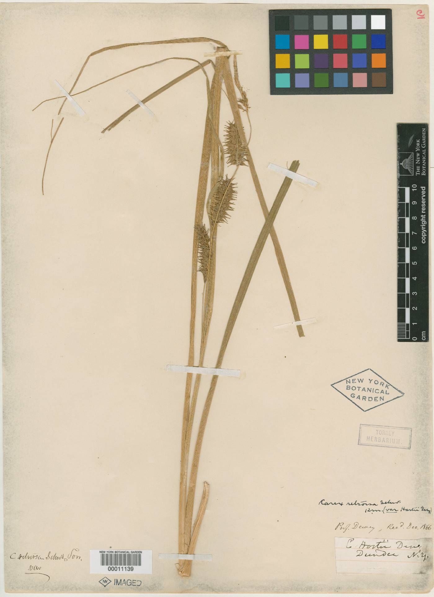 Carex retrorsa var. hartii image