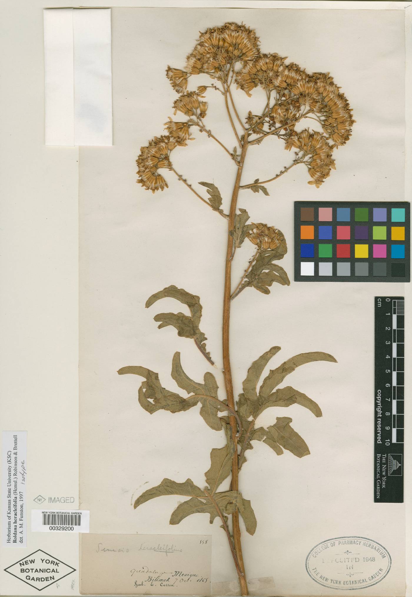 Senecio heracleifolius image