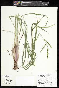 Paspalum floridanum image